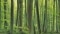 Picture of a forest